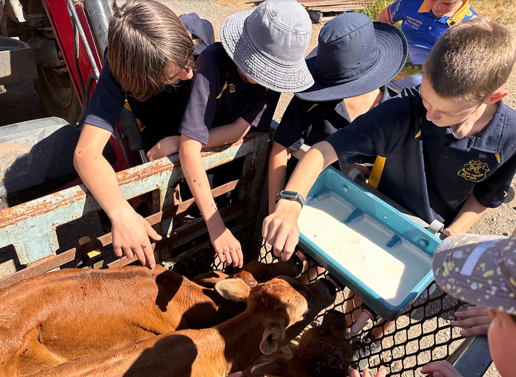 Years 5 & 6 students patting a calf on the excursion to Cochrane's farm